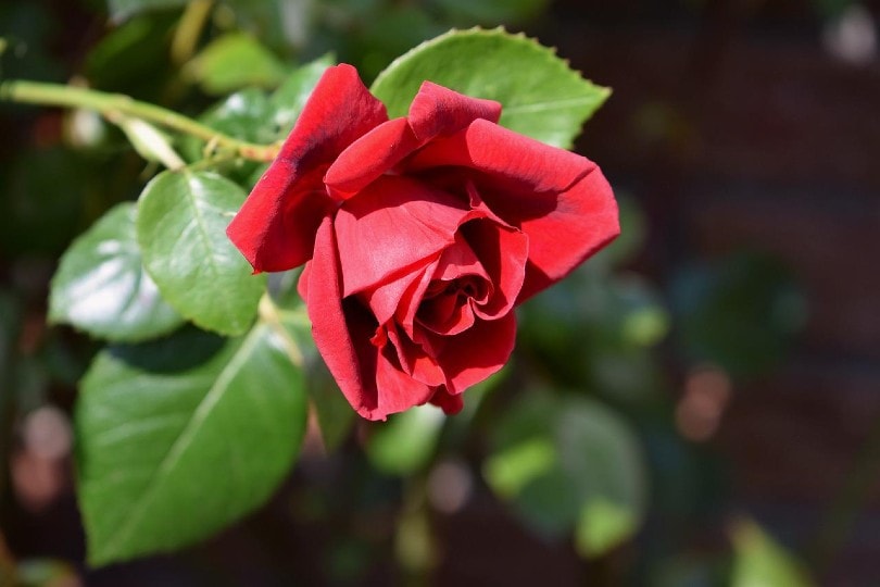 一朵美丽的红玫瑰