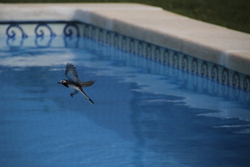 一只飞过游泳池的小鸟